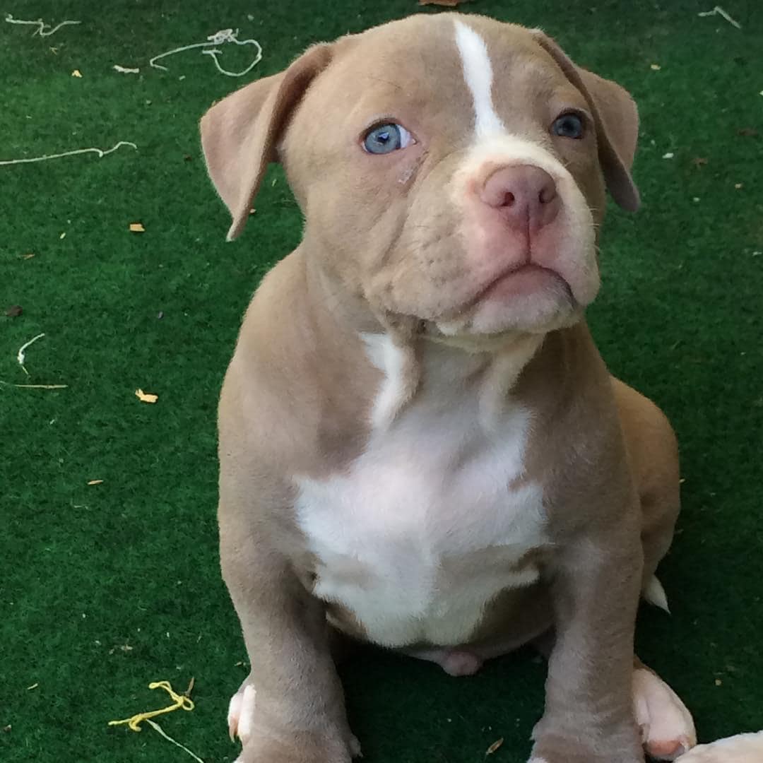 pitbull rescues near me/adopt a pitbull under 12 weeks/free pitbulls