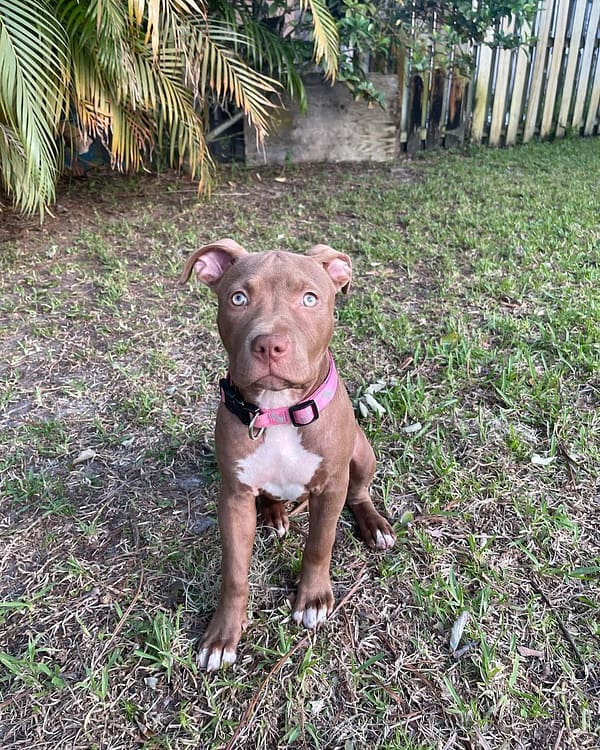 Pitbull rescue Florida/adopt a pitbull under one year
