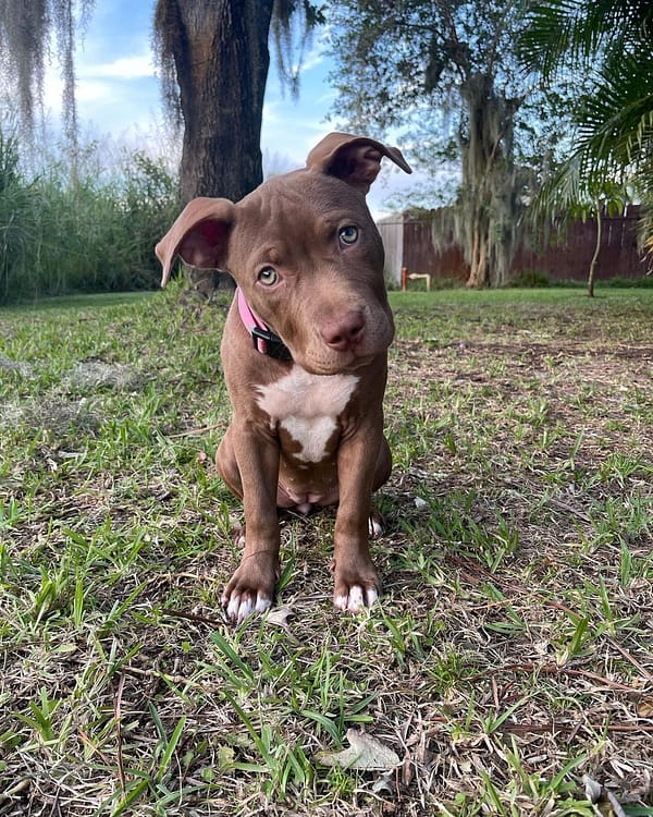 Pitbull rescue Florida/adopt a pitbull under one year
