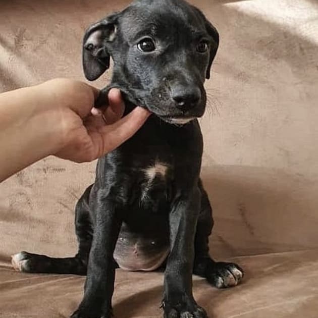 Adopt a pitbull in Nerw York today