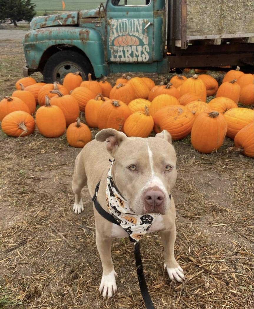 Adopt pitbull near me today that is very healthy and fun to be
