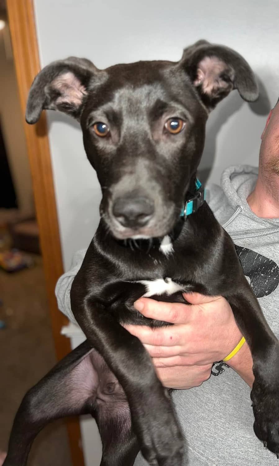 Pit bull puppies for adoption near me